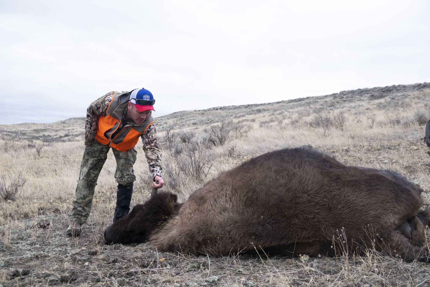 APR Bison Harvest